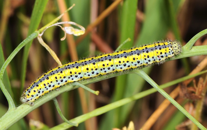 Bruco di Pieridae:  Pontia edusa