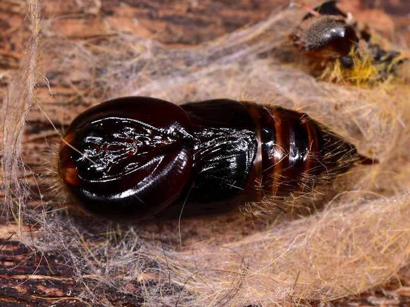 Dicallomera fortunata, endemismo canario