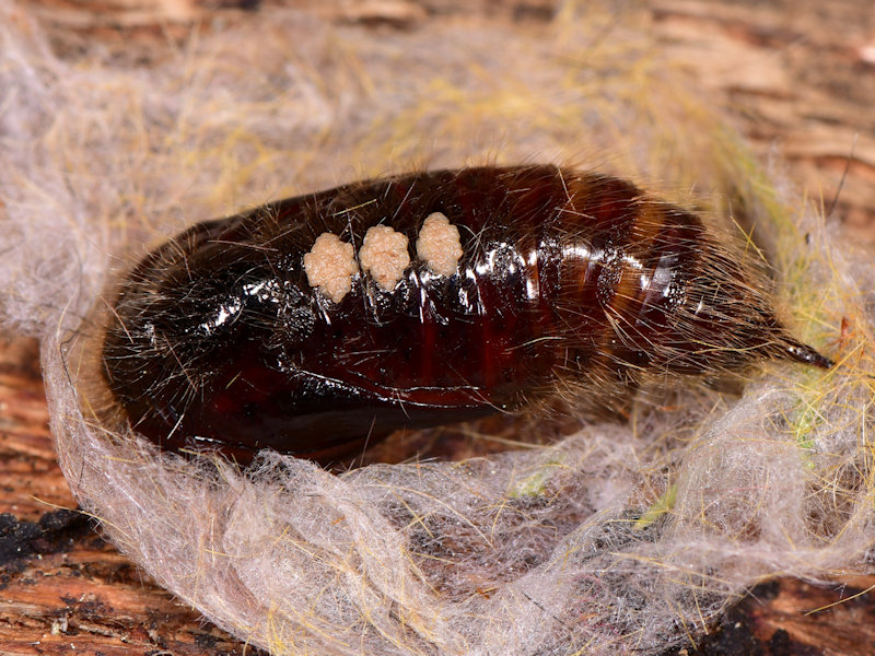 Dicallomera fortunata, endemismo canario