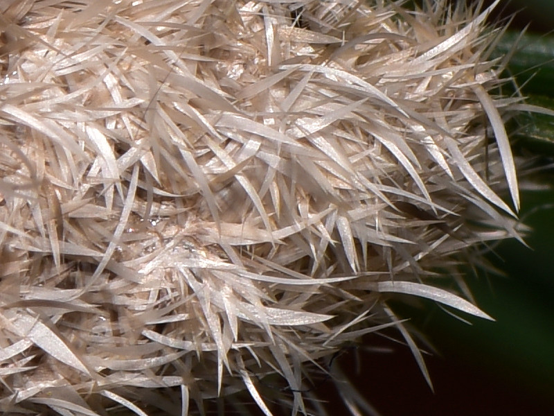 Dicallomera fortunata, endemismo canario