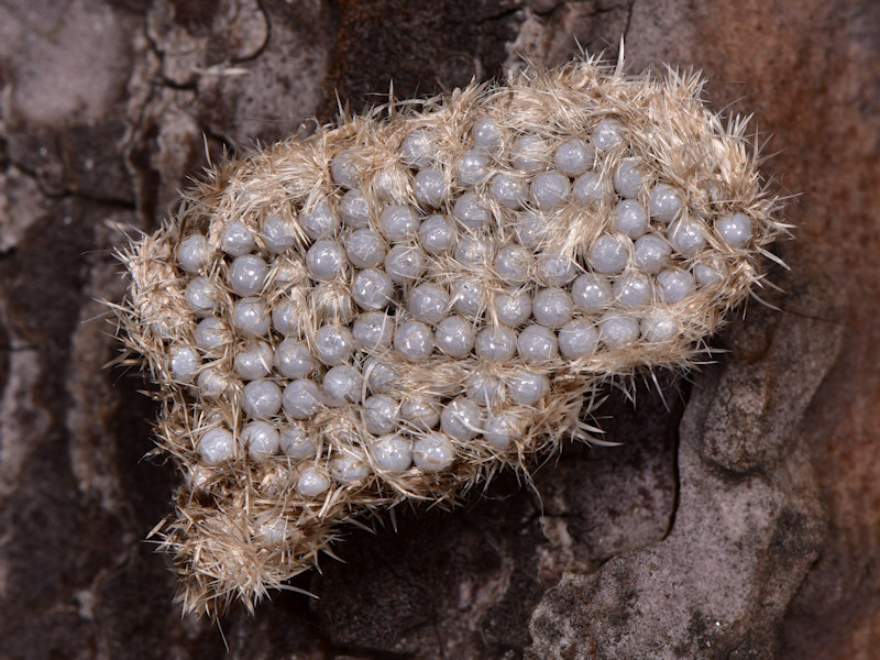 Dicallomera fortunata, endemismo canario