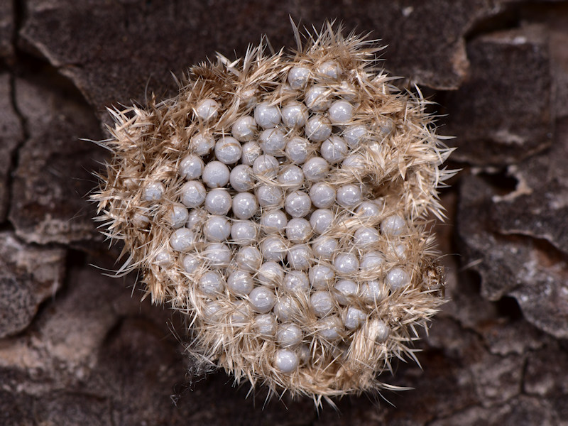 Dicallomera fortunata, endemismo canario