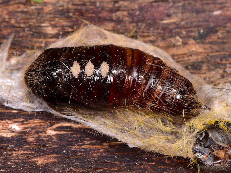 Dicallomera fortunata, endemismo canario