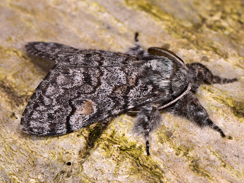 Dicallomera fortunata, endemismo canario