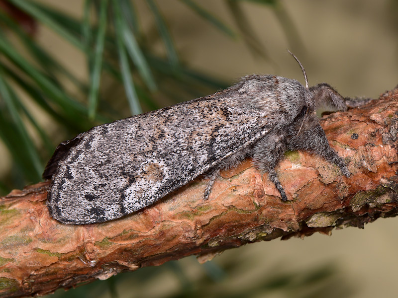 Dicallomera fortunata, endemismo canario