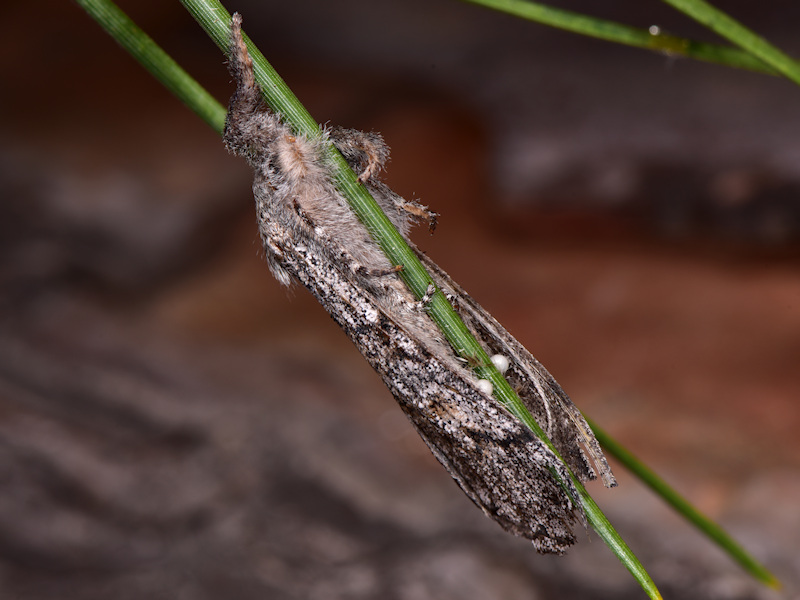 Dicallomera fortunata, endemismo canario