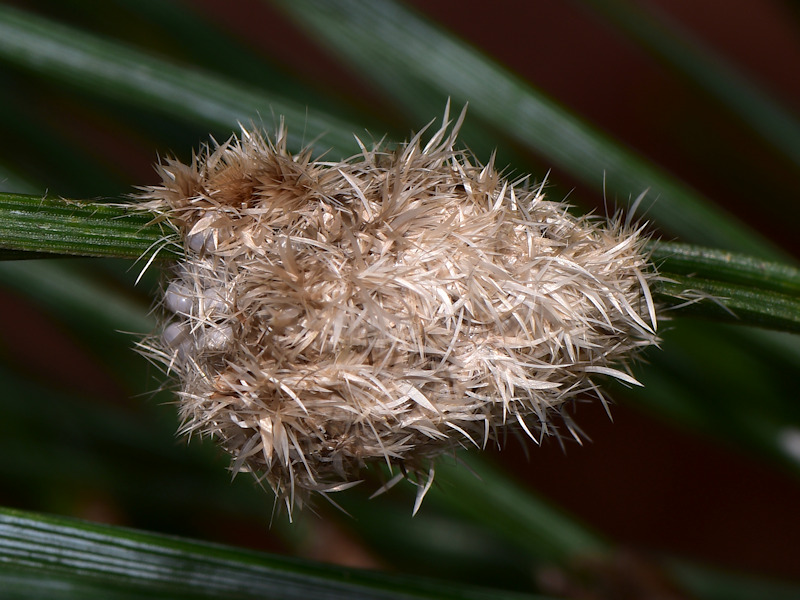 Dicallomera fortunata, endemismo canario