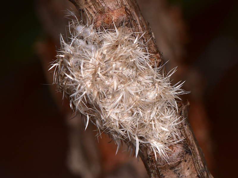 Dicallomera fortunata, endemismo canario