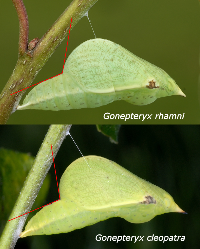 Identificazione delle pupe del genere Gonepteryx