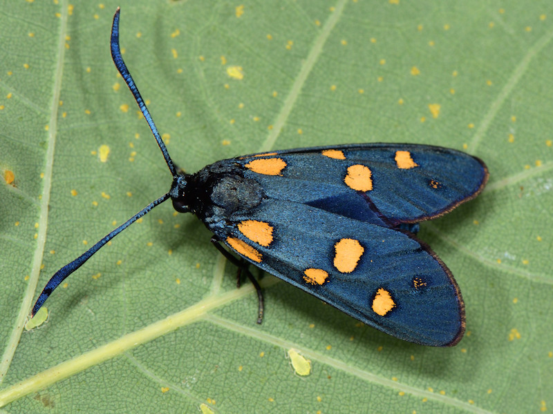 Zygaena (Zygaena) transalpina ? S !