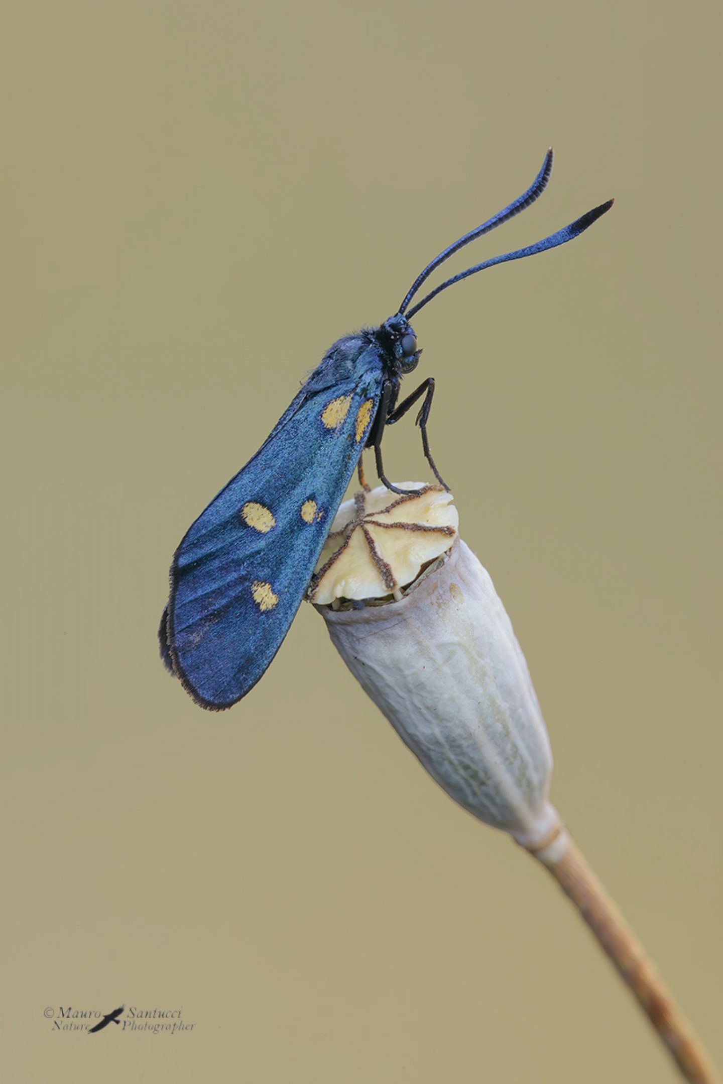 Zygaena (Zygaena) transalpina ? S !