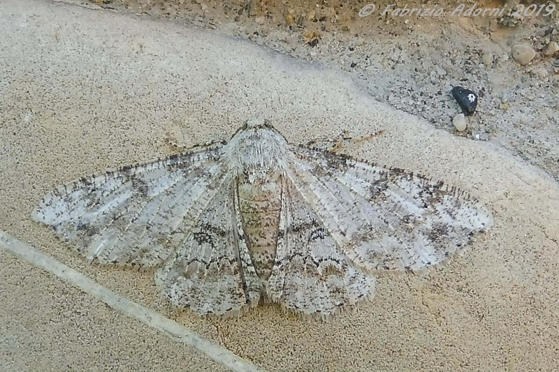 Un aiuto per id.: Ascotis selenaria