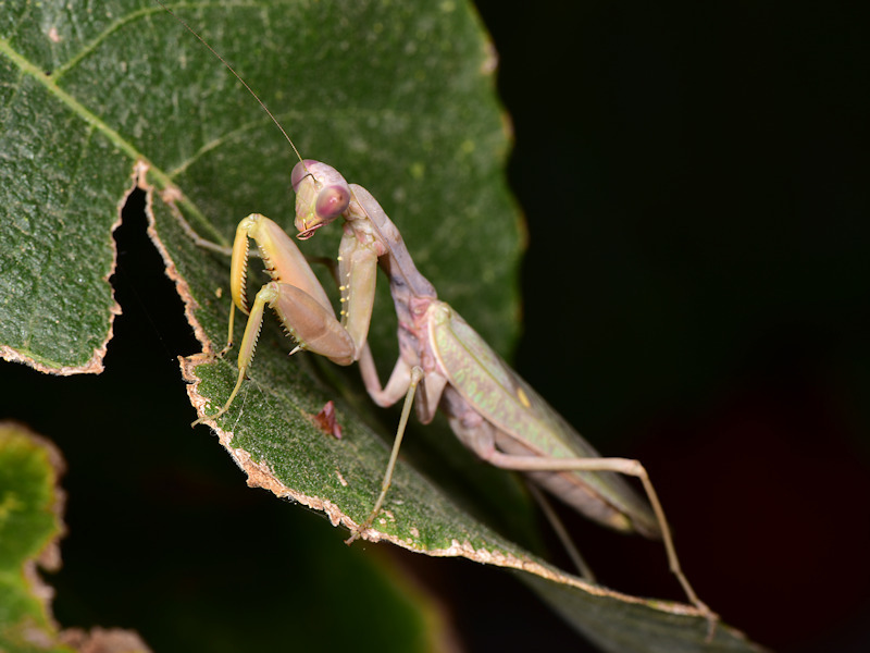 Guida al riconoscimento dei Mantidae italiani