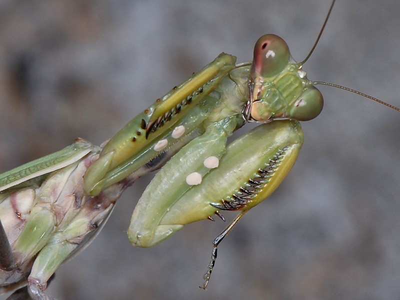 Guida al riconoscimento dei Mantidae italiani