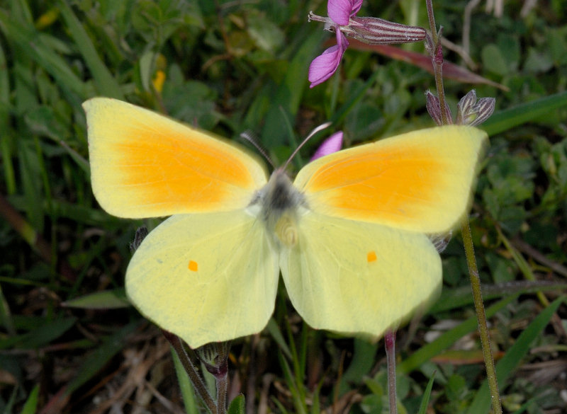 Gonepteryx rhamni come non si vede mai