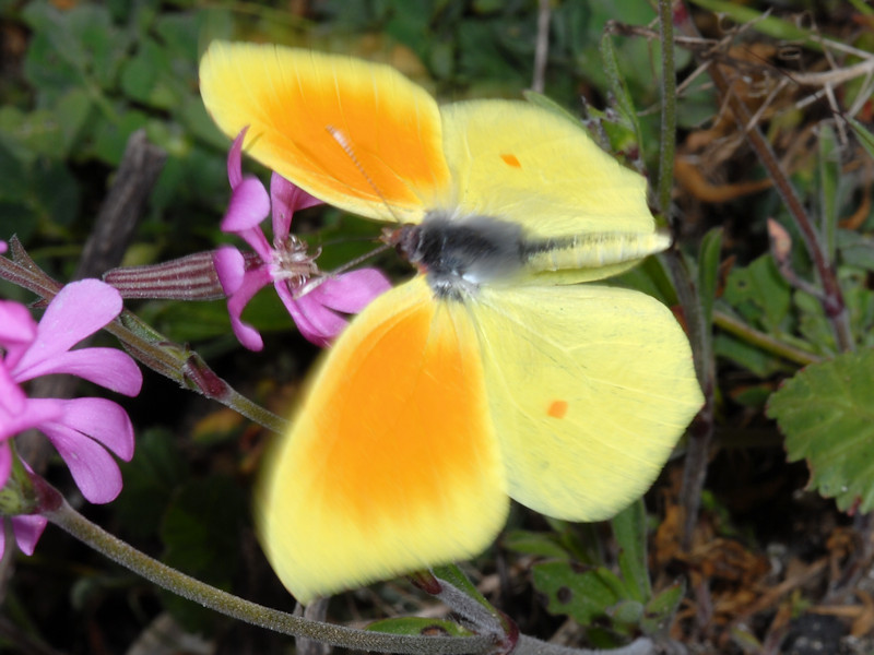 Gonepteryx rhamni come non si vede mai