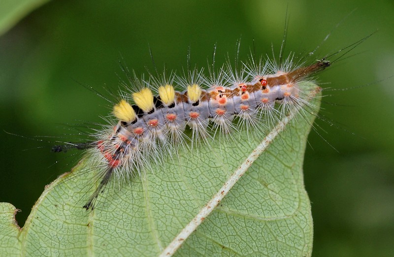 bruco ... di Orgyia antiqua, Erebidae Lymantriinae