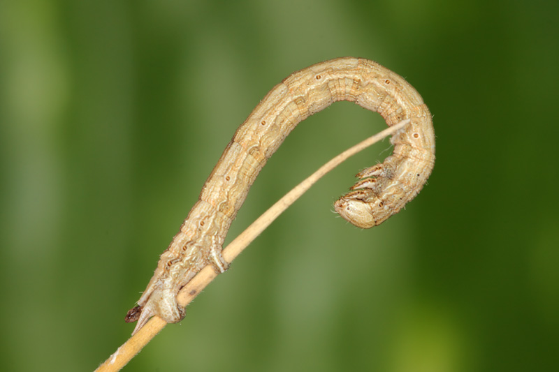 Bruco di Geometridae da identificare