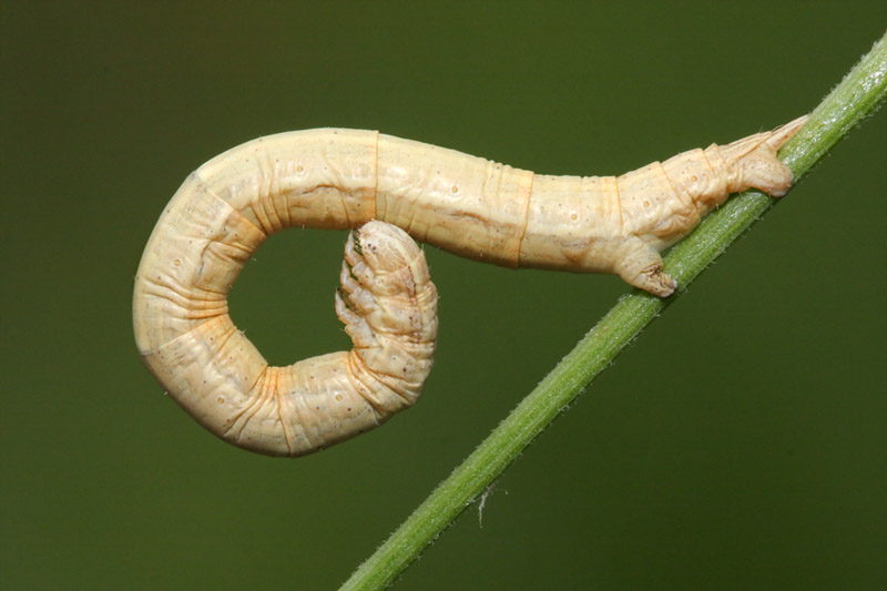 Bruco di Geometridae da identificare