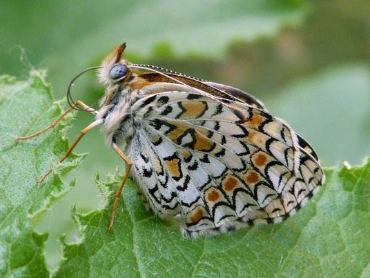 Melitaea ornata