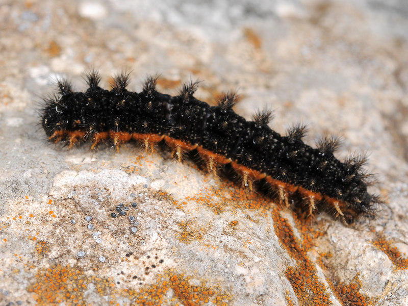 Bruco di... Melitaea nevadensis (=celadussa)