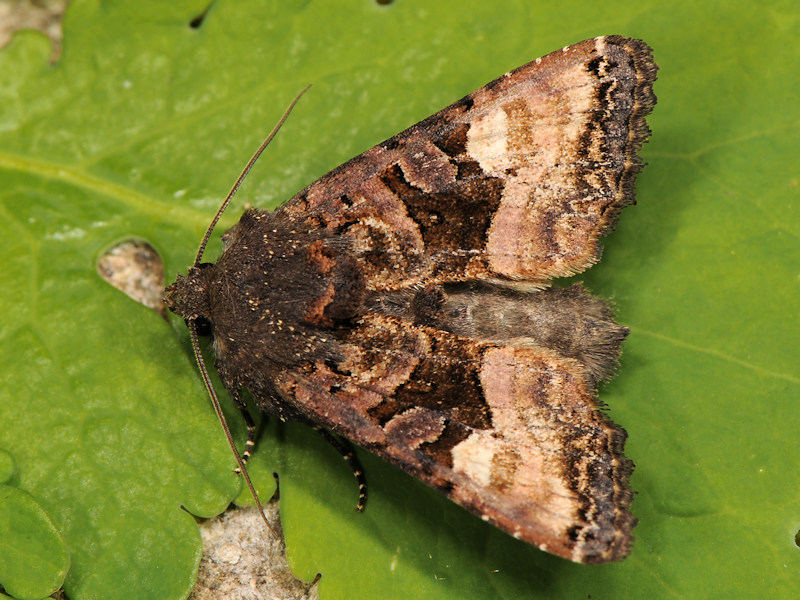 Oligia sp. - Noctuidae
