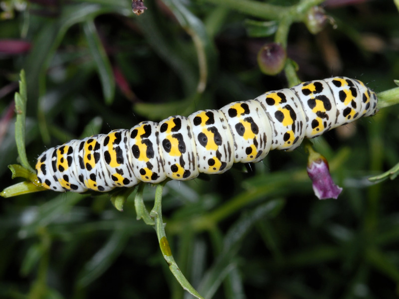 Bruco di Cucullia (Shargacucullia) scrophulariae - Noctuidae