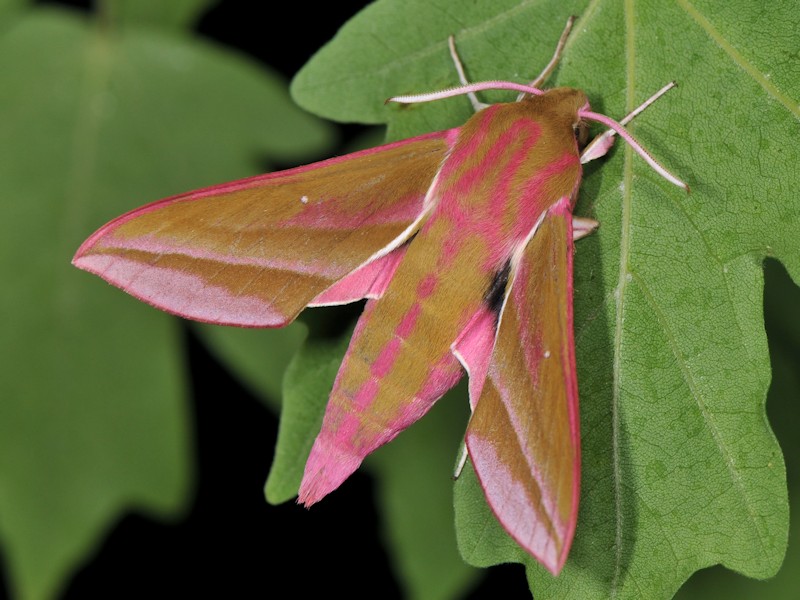 Bruco gigante... di  Deilephila elpenor - Sphingidae