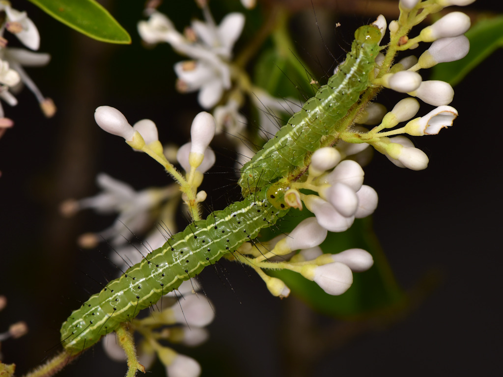 Larva ''puntinata'': Craniophora ligustri - Noctuidae