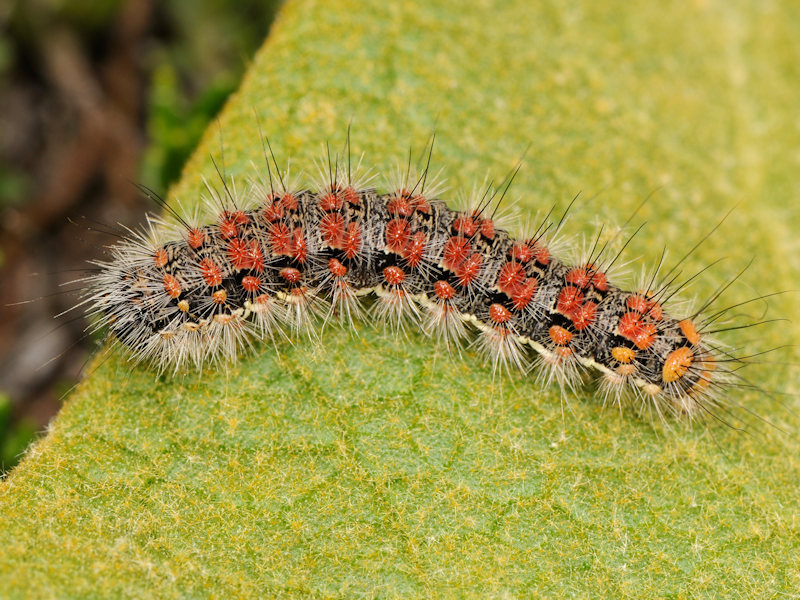 Bruco di Cymbalophora rivularis - Erebidae