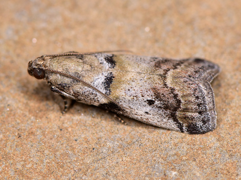 Pyralidae - Acrobasis fallouella (cfr)