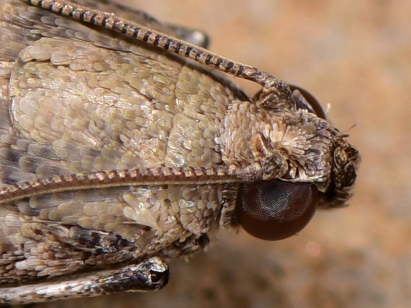 Pyralidae - Acrobasis fallouella (cfr)