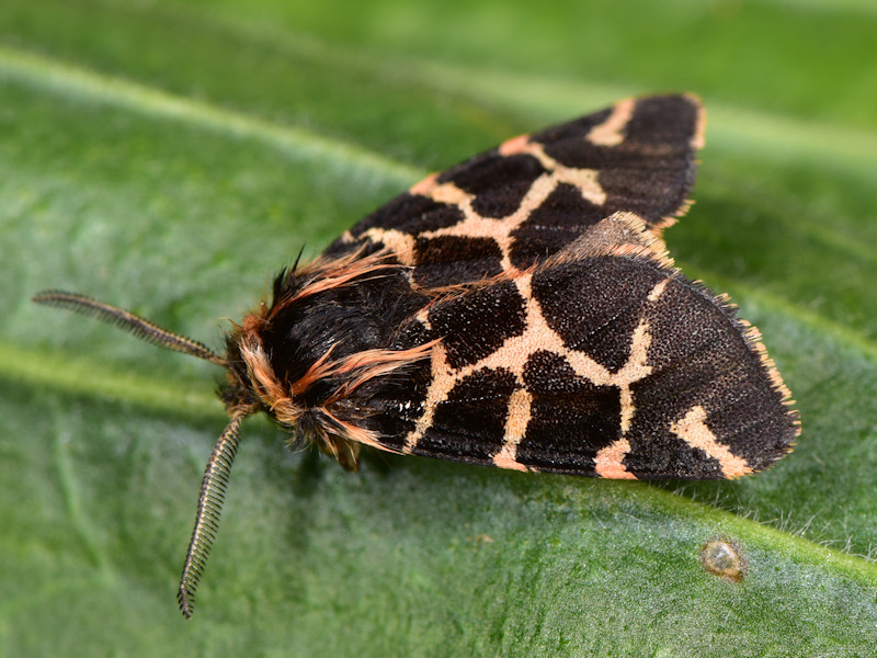 Artimelia latreillei - Erebidae Arctiinae