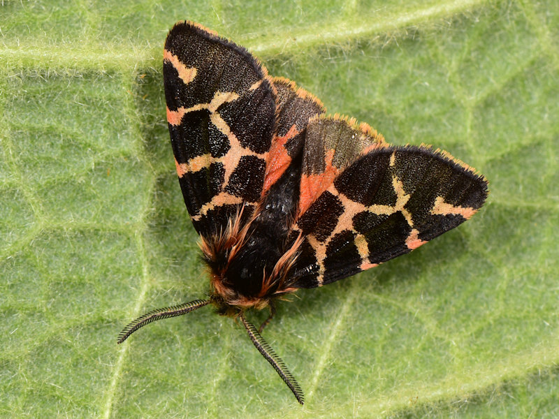 Artimelia latreillei - Erebidae Arctiinae