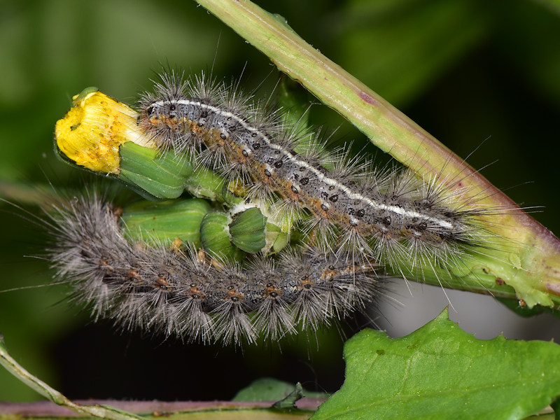 Artimelia latreillei - Erebidae Arctiinae