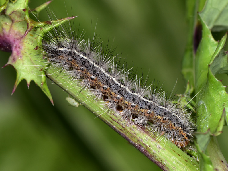 Artimelia latreillei - Erebidae Arctiinae