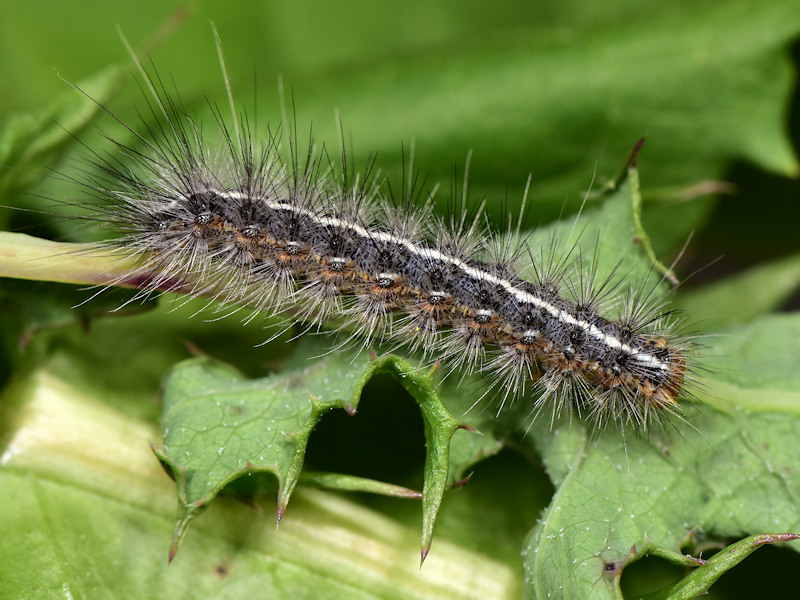 Artimelia latreillei - Erebidae Arctiinae