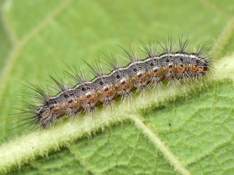 Artimelia latreillei - Erebidae Arctiinae