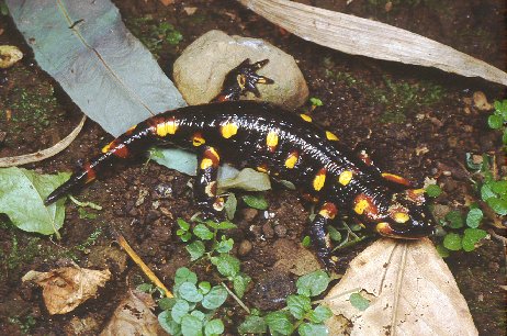salamandre marchigiane