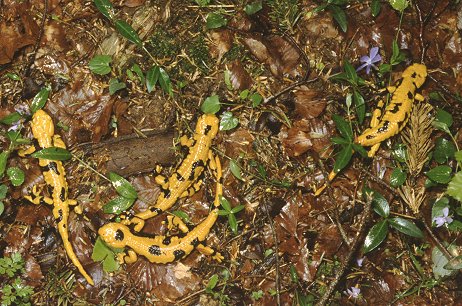salamandre marchigiane