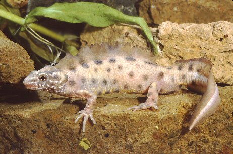 Triturus carnifex leucistici