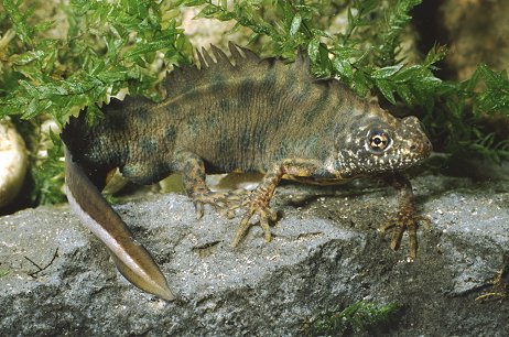 Triturus carnifex: sesso?