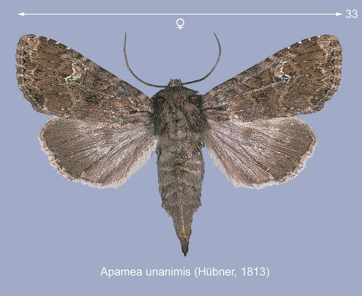 Noctuidae da ID - Apamea unanimis