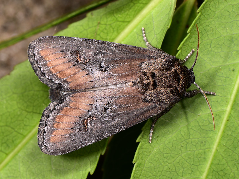 Brithys crini - Noctuidae: dalla larva all''adulto