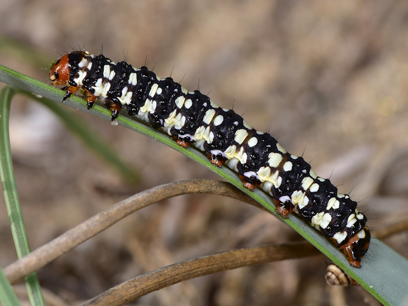 Brithys crini - Noctuidae: dalla larva all''adulto