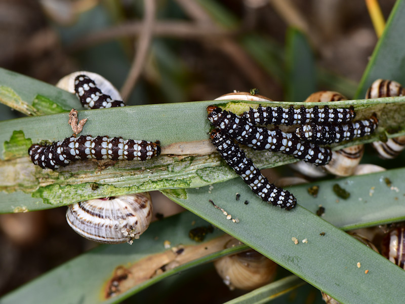 Brithys crini - Noctuidae: dalla larva all''adulto