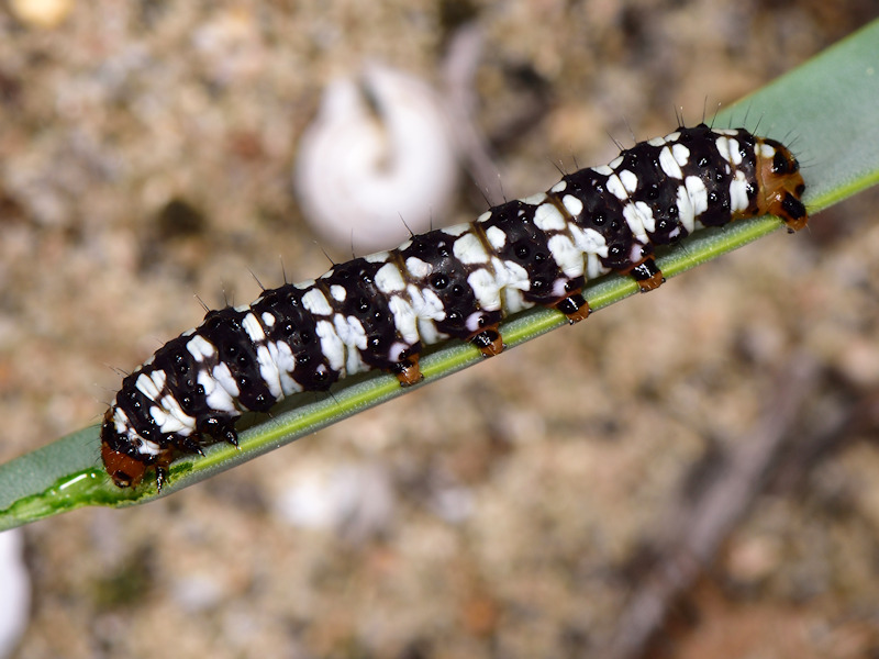 Brithys crini - Noctuidae: dalla larva all''adulto