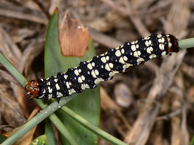 Brithys crini - Noctuidae: dalla larva all''adulto