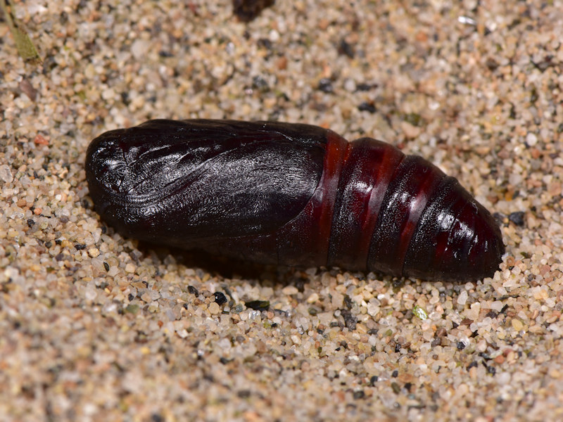 Brithys crini - Noctuidae: dalla larva all''adulto
