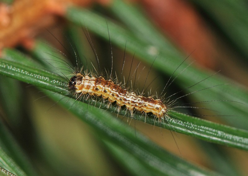 Una Lymantriina delle conifere: Calliteara abietis